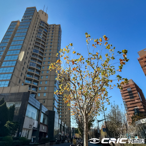 上海金桥钻石碧云苑服务公寓