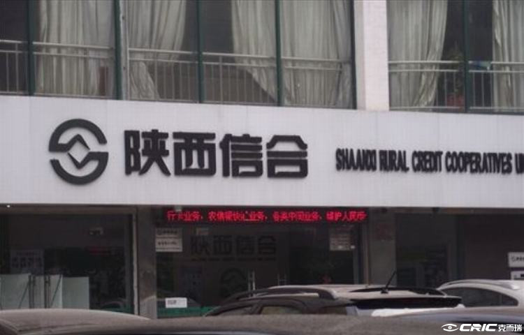 白桦林明天